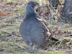 Dusky Grouse
